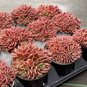 Sinocrassula Pink Pearls ppaf