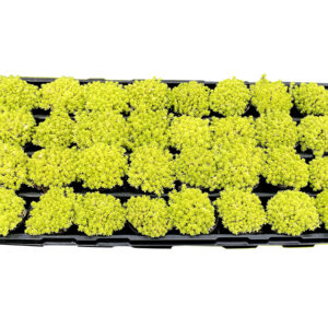 Living Canvas® Sedum Tokyo Sun