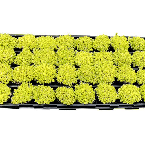 Living Canvas® Sedum Tokyo Sun