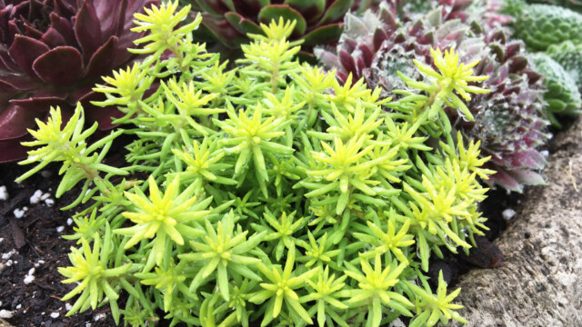 SunSparkler™ Sedums Angelina’s Teacup ppaf SunSparkler™ Sedums Angelina’s Teacup ppaf