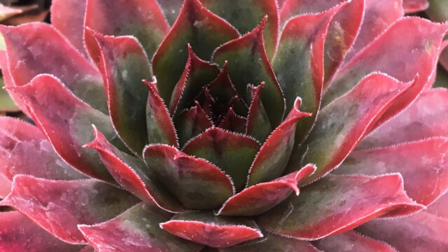 Chick Charms@ Autumn Apple™ Chick Charms@ Autumn Apple™