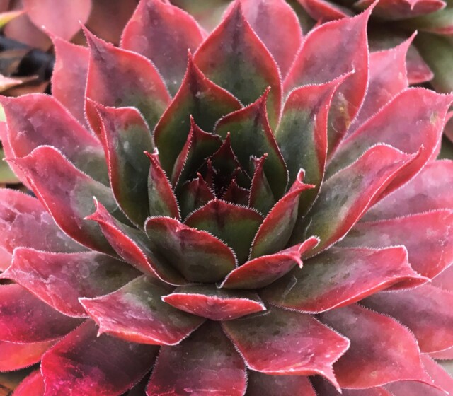 Chick Charms@ Autumn Apple™ Chick Charms@ Autumn Apple™