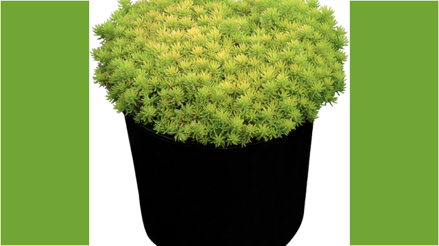 SunSparkler™ Sedums Angelina’s Teacup ppaf SunSparkler™ Sedums Angelina’s Teacup ppaf