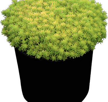 SunSparkler™ Sedums Angelina’s Teacup ppaf SunSparkler™ Sedums Angelina’s Teacup ppaf