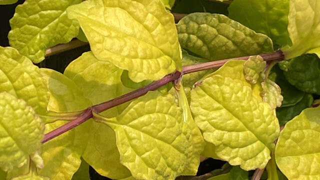 Feathered Friends™ Ajuga Tropical Toucan ppaf Feathered Friends™ Ajuga Tropical Toucan ppaf