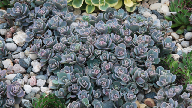 SunSparkler® Blue Elf pp#27,113 SunSparkler® Blue Elf pp#27,113