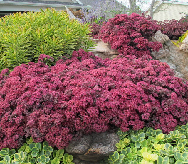 SunSparkler™ Sedums Dazzleberry pp#22, 457 SunSparkler™ Sedums Dazzleberry pp#22, 457