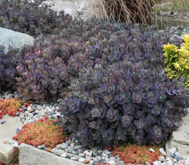 SunSparkler™ Sedums Dazzleberry pp#22, 457 SunSparkler™ Sedums Dazzleberry pp#22, 457