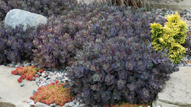 SunSparkler™ Sedums Dazzleberry pp#22, 457 SunSparkler™ Sedums Dazzleberry pp#22, 457