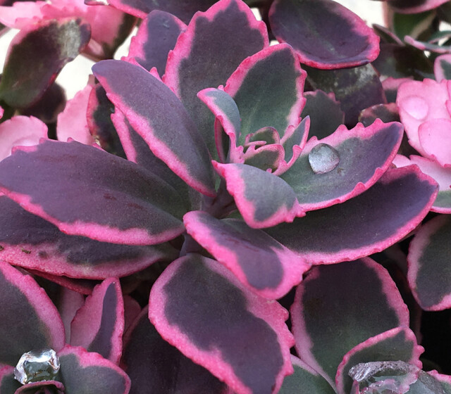 SunSparkler® Sedums Dream Dazzler ppaf SunSparkler® Sedums Dream Dazzler ppaf