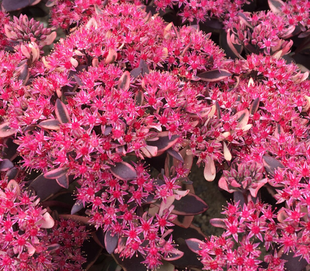 SunSparkler® Sedums Dream Dazzler ppaf SunSparkler® Sedums Dream Dazzler ppaf