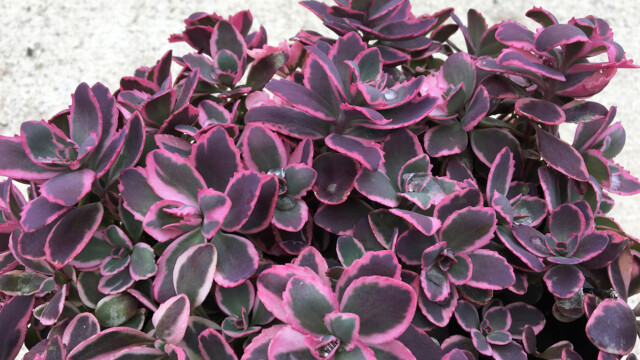 SunSparkler® Sedums Dream Dazzler ppaf SunSparkler® Sedums Dream Dazzler ppaf