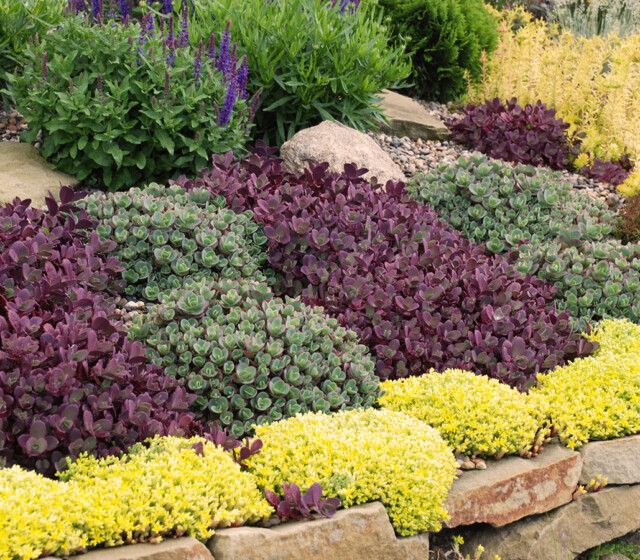 SunSparkler® Sedums Firecracker pp#26,595, Lime Zinger pp#24,632