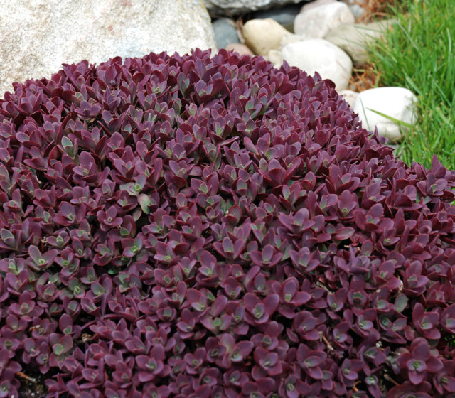 SunSparkler® Sedums Firecracker pp#26,595