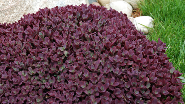 SunSparkler® Sedums Firecracker pp#26,595 SunSparkler® Sedums Firecracker pp#26,595