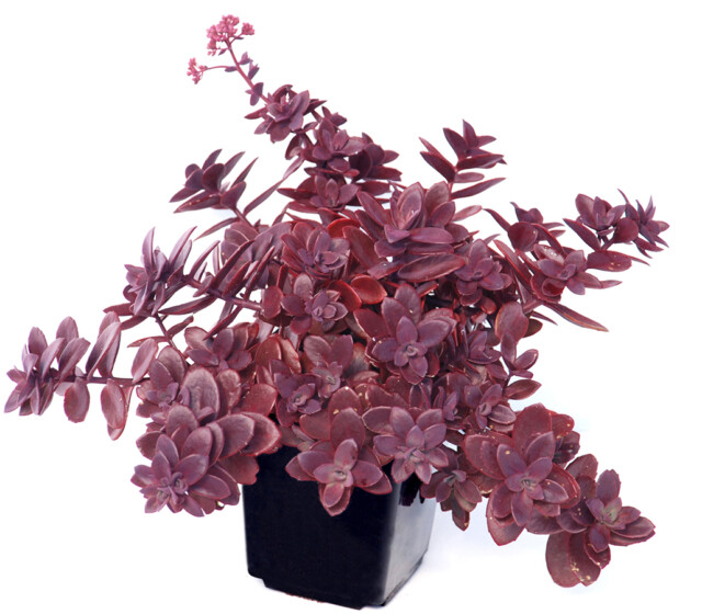 SunSparkler® Sedums Firecracker pp#26,595