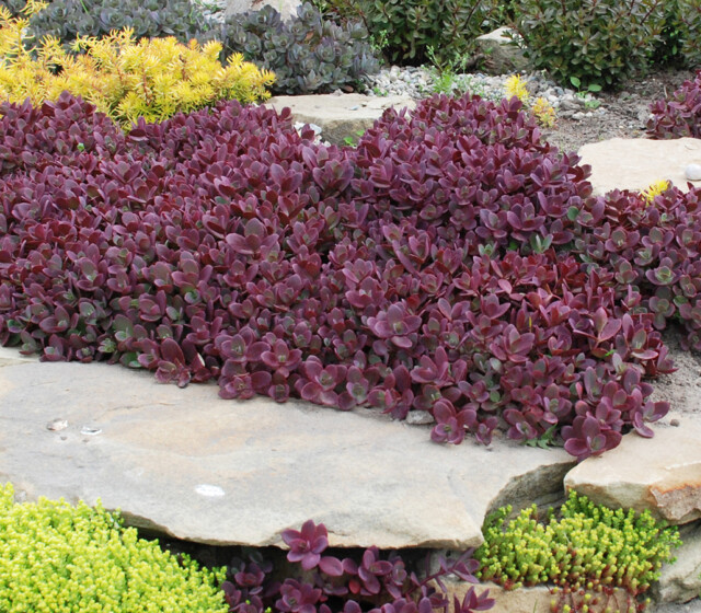 SunSparkler® Sedums Firecracker pp#26,595