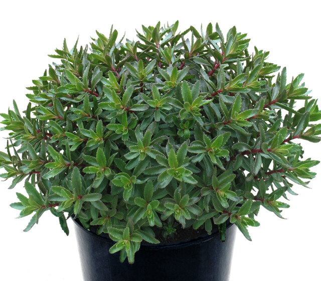 SunSParkler® Sedums Jade Tuffet pp#28,090 SunSParkler® Sedums Jade Tuffet pp#28,090