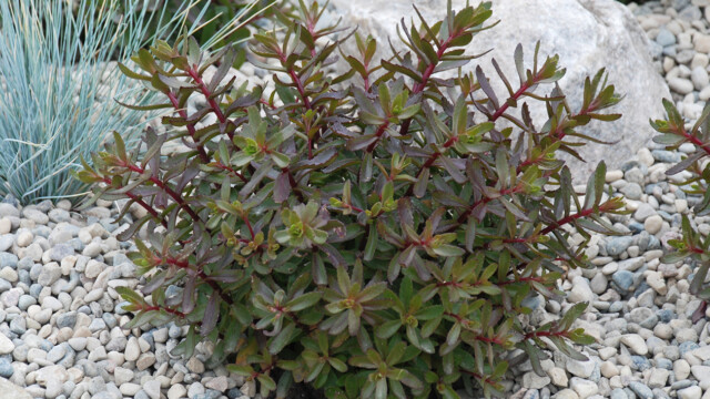 SunSParkler® Sedums Jade Tuffet pp#28,090 SunSParkler® Sedums Jade Tuffet pp#28,090