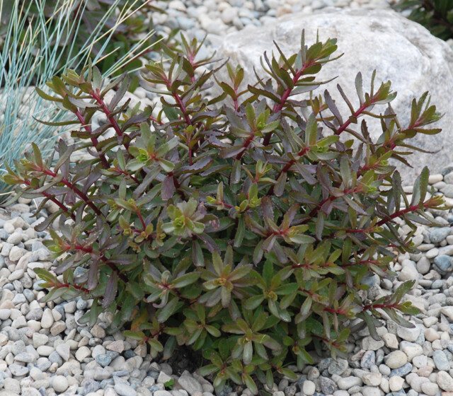 SunSParkler® Sedums Jade Tuffet pp#28,090 SunSParkler® Sedums Jade Tuffet pp#28,090