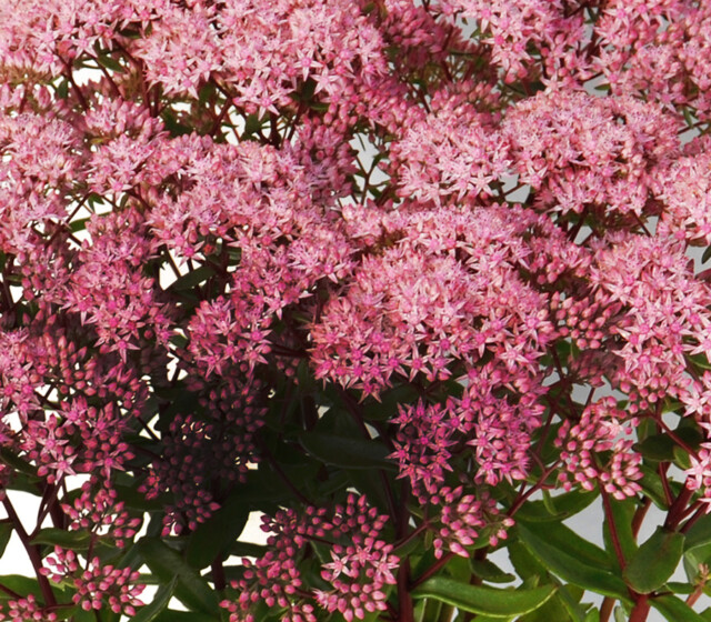 SunSParkler® Sedums Jade Tuffet pp#28,090 SunSParkler® Sedums Jade Tuffet pp#28,090