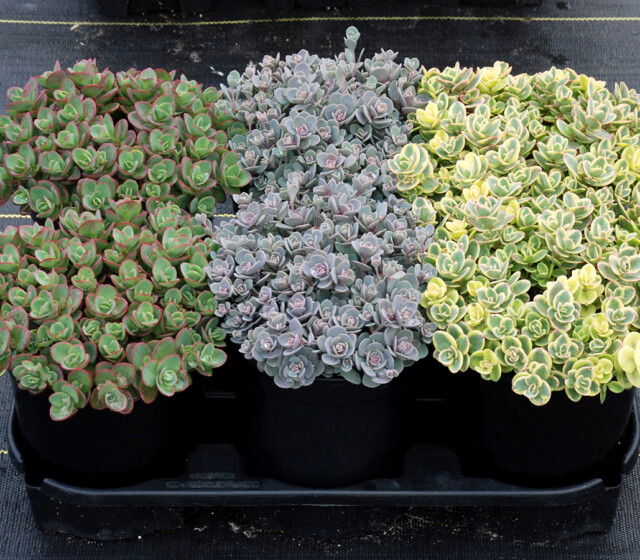SunSparkler® Sedums Lime Twister pp#26,895, Blue Elf pp#27,113, Lime Zinger pp#24,632 SunSparkler® Lime Twister pp#26,895, Blue Elf pp#27,113, Lime Zinger pp#24,632
