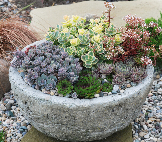 SunSparkler® Sedums Lime Twister pp#26,895, Blue Elf pp#27,113, Lime Zinger pp#24,632 SunSparkler® Sedums Lime Twister pp#26,895, Blue Elf pp#27,113, Lime Zinger pp#24,632