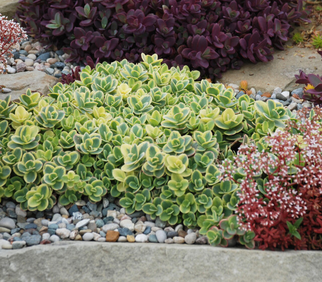 SunSparkler® Sedum Lime Twister pp#26,895 SunSparkler® Sedum Lime Twister pp#26,895