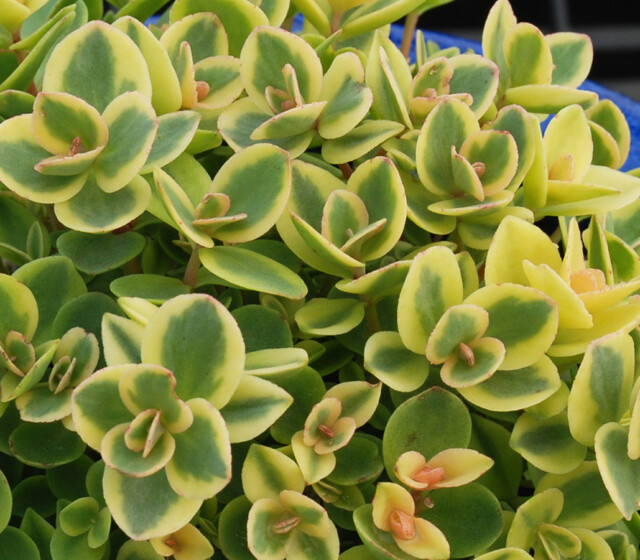 SunSparkler® Sedum Lime Twister pp#26,895 SunSparkler® Sedum Lime Twister pp#26,895