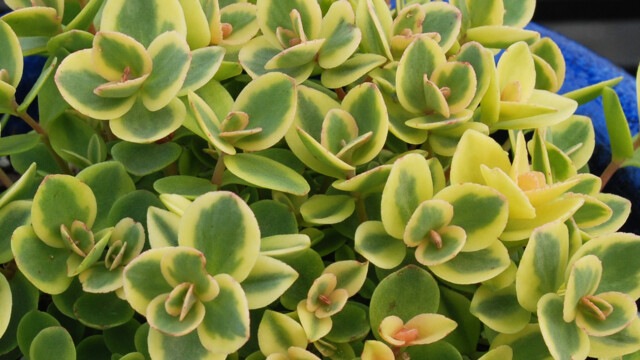 SunSparkler® Sedum Lime Twister pp#26,895 SunSparkler® Sedum Lime Twister pp#26,895