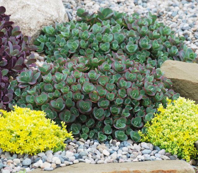 SunSparkler® Sedums Lime Zinger pp#24,632 SunSparkler® Sedums Lime Zinger pp#24,632