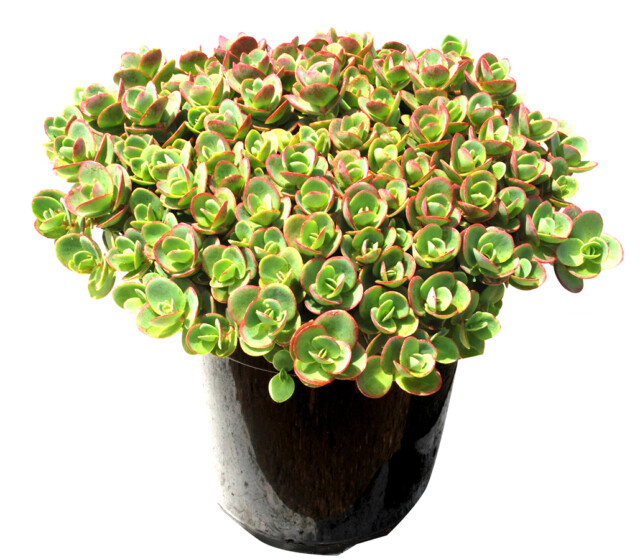 SunSparkler® Sedums Lime Zinger pp#24,632 SunSparkler® Sedums Lime Zinger pp#24,632
