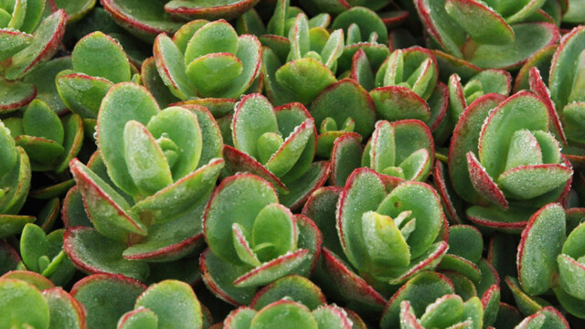 SunSparkler® Sedums Lime Zinger pp#24,632 SunSparkler® Sedums Lime Zinger pp#24,632