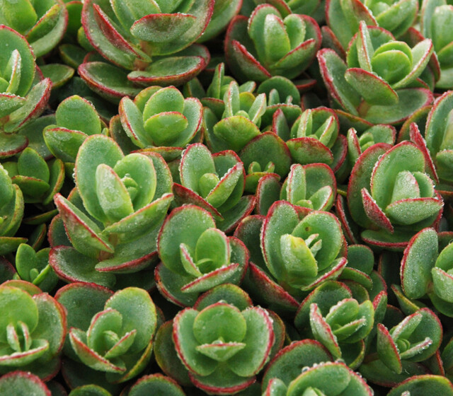 SunSparkler® Sedums Lime Zinger pp#24,632 SunSparkler® Sedums Lime Zinger pp#24,632