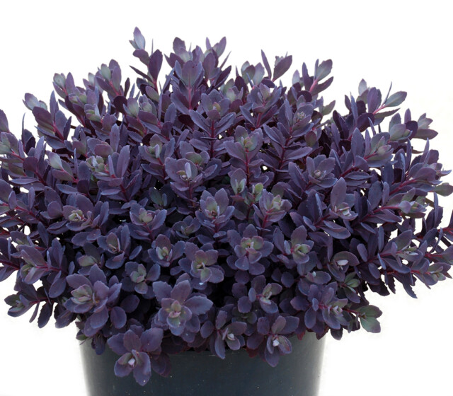 SunSparkler® Sedums Plum Dazzled pp#30,348 SunSparkler® Sedums Plum Dazzled pp#30,348