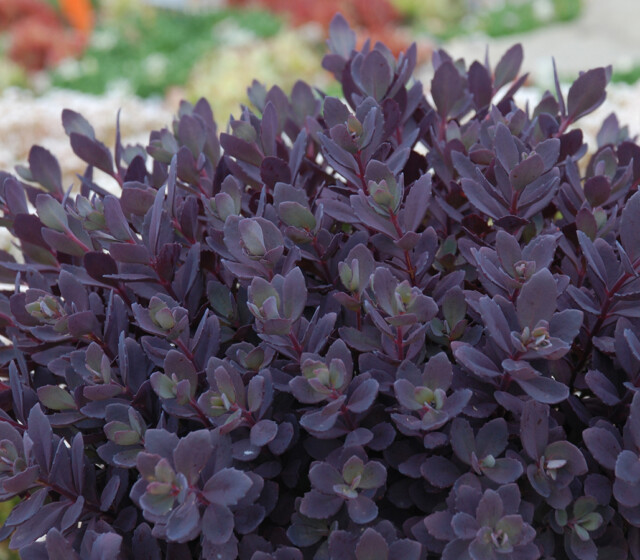 SunSparkler® Sedums Plum Dazzled pp#30,348 SunSparkler® Sedums Plum Dazzled pp#30,348