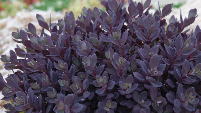 SunSparkler® Sedums Plum Dazzled pp#30,348 SunSparkler® Sedums Plum Dazzled pp#30,348