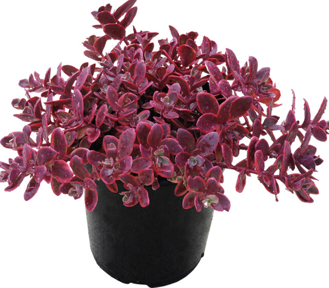 SunSparkler® Sedums Wildfire pp#28,621 SunSparkler® Sedums Wildfire pp#28,621
