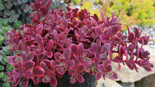 SunSparkler® Sedums Wildfire pp#28,621 SunSparkler® Sedums Wildfire pp#28,621