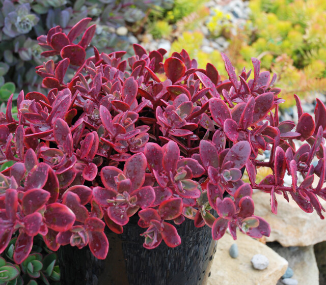 SunSparkler® Sedums Wildfire pp#28,621 SunSparkler® Sedums Wildfire pp#28,621