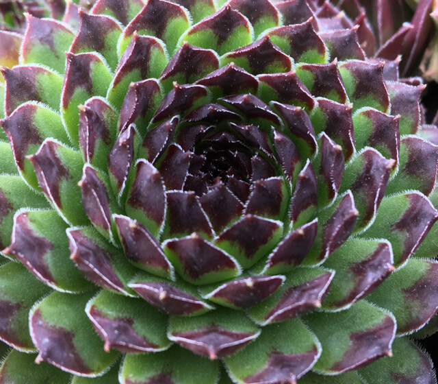 Chick Charms® Appletini™ Chick Charms® Appletini™