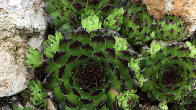 Chick Charms® Appletini™ Chick Charms® Appletini™