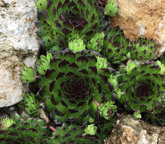 Chick Charms® Appletini™ Chick Charms® Appletini™