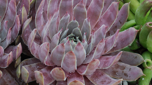 Chick Charms® Berry Blues™ Chick Charms® Berry Blues™