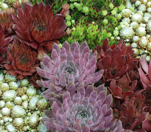 Chick Charms® Berry Blues™, Bing Cherry™, Appletini™, Cotton Candy™ and Chocolate Kiss™ Chick Charms® Berry Blues™