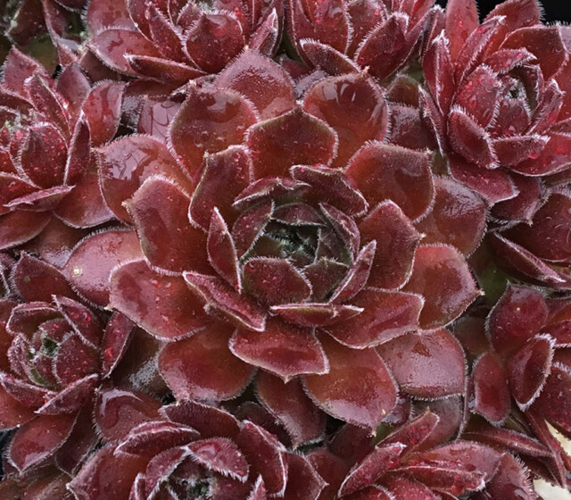 Chick Charms® Berry Bomb™ Chick Charms® Berry Bomb™