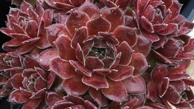 Chick Charms® Berry Bomb™ Chick Charms® Berry Bomb™