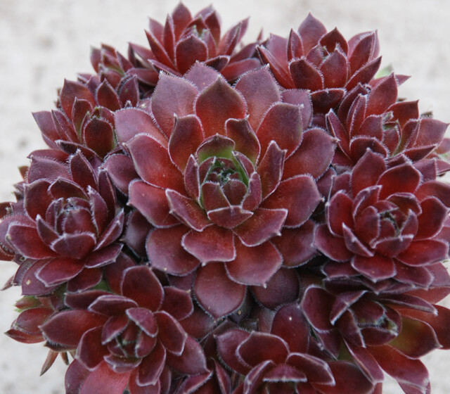 Chick Charms® Berry Bomb™ Chick Charms® Berry Bomb™