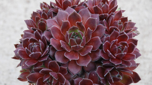 Chick Charms® Berry Bomb™ Chick Charms® Berry Bomb™