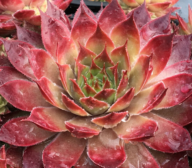 Chick Charms® Butterscotch Baby™ Chick Charms® Butterscotch Baby™